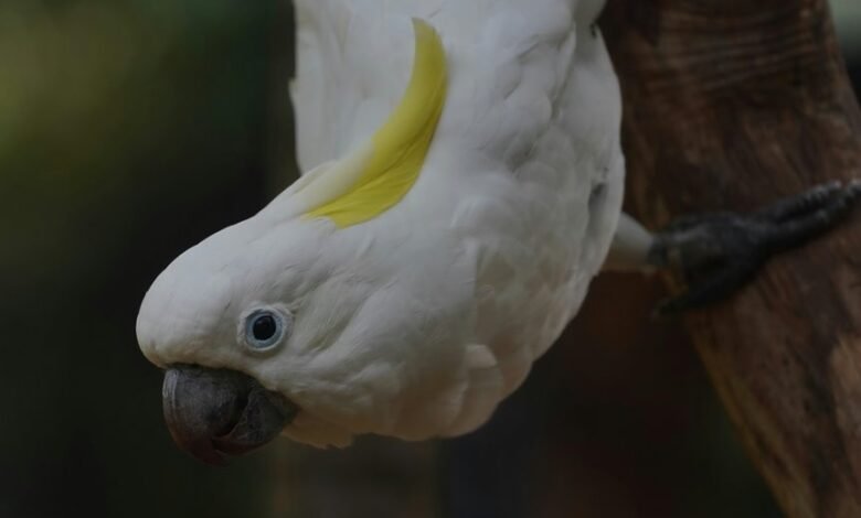 enterprise intelligence final consolidation