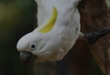 enterprise intelligence registration numbers